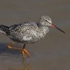 Spotted Redshank