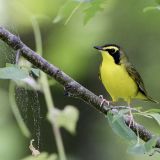 Male Kentucky Warbler