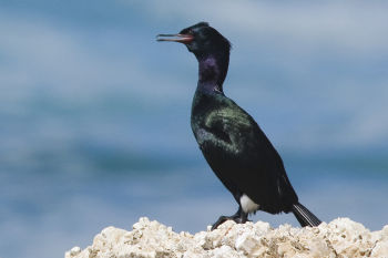 Pelagic Cormorant