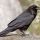 Common Raven