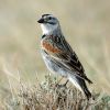 McCown's Longspur