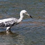 Immature with Transiitional Plumage