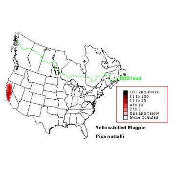 Yellow-billed Magpie distribution map