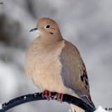 Mourning Dove in winter