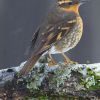 Varied Thrush