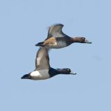 Pair in flight