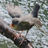 American Dipper chick, begging.