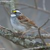 White-throated Sparrow