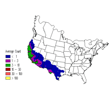 Black Phoebe winter distribution map
