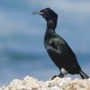 Pelagic Cormorant