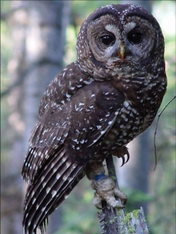 Spotted Owl