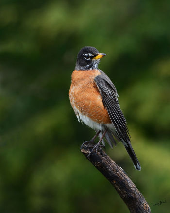 Male American Robin