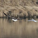 In flight