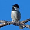 Mexican Chickadee