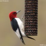 Red-headed Woodpecker