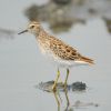 Long-toed Stint