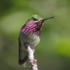 Calliope Hummingbird