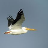 In flight