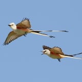 Pair in flight at Bob Jones Park in Southlake, Texas on June 19, 2011
