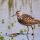 Wood Sandpiper