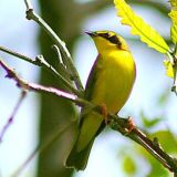 Kentucky Warbler