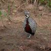 Montezuma Quail