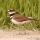 Killdeer