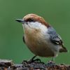 Brown-headed Nuthatch