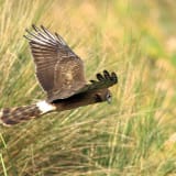 Female in flight