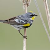 Yellow-rumped (Audubon's) Warbler