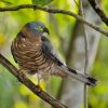 Hook-billed Kite