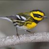 Townsend's Warbler