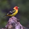 Western Tanager