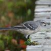 Northern Mockingbird