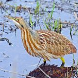 American Bittern