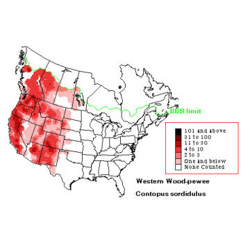 Western Wood-Pewee distribution map