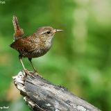 Winter Wren