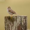 Savannah Sparrow