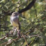 Gray Flycatcher