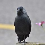 Eurasian Jackdaw