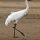 Whooping Crane