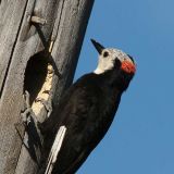 Male - Bassetts, California, US - June 20, 2007