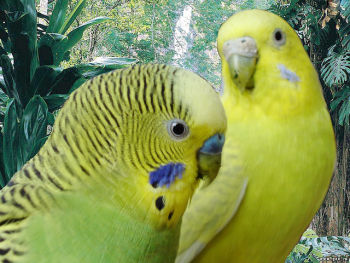 Budgerigar