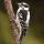 Downy Woodpecker