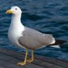 Lesser Black-backed Gull