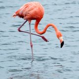 American Flamingo