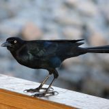 Male -  St. Simons Island, Georgia, US - November 4, 2011