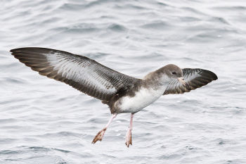 Pink-footed Shearwater