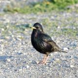 European Starling