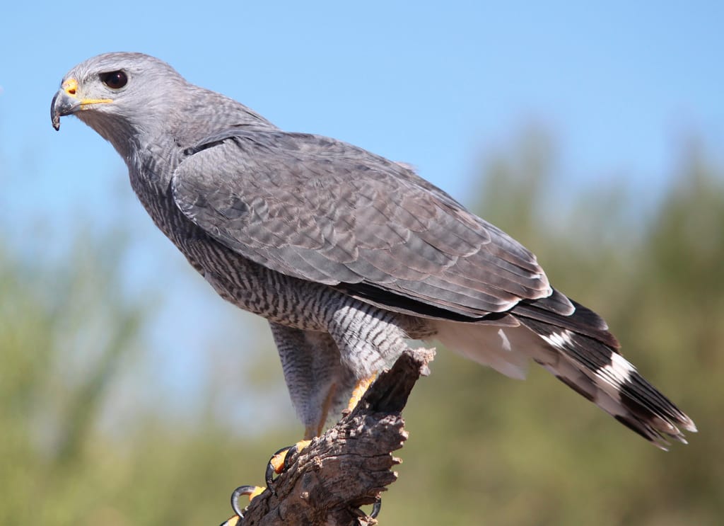 Gray Hawk EBirdr